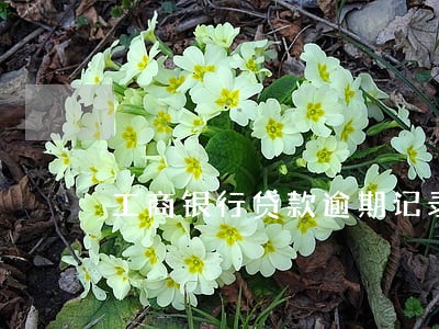 工商银行贷款逾期记录查询 工商银行贷款逾期记录查询