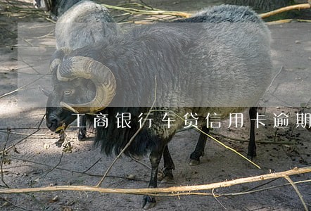 工商银行车贷信用卡逾期利息 工商银行车贷信用卡逾期利息