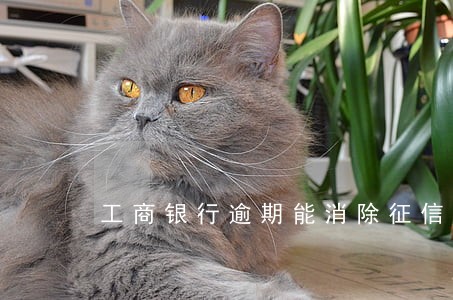 工商银行逾期能消除征信吗 工商银行逾期能消除征信吗