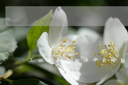 工地上承包的活倒卖给别人违法吗 工地上承包的活倒卖给别人违法吗
