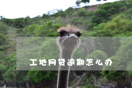 工地网贷逾期怎么办 工地网贷逾期怎么办