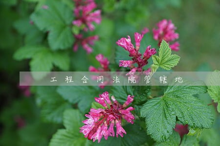 工程合同法院管辖地