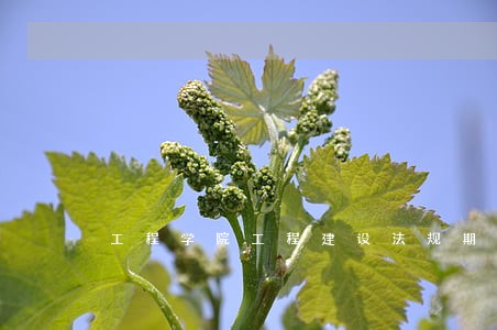 工程学院工程建设法规期末试卷 工程学院工程建设法规期末试卷