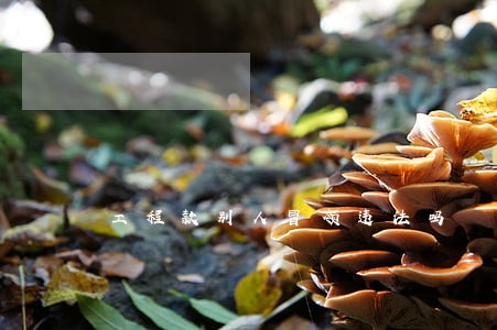 工程款别人冒领违法吗 工程款别人冒领违法吗