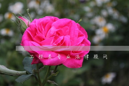 工程类专业法律顾问