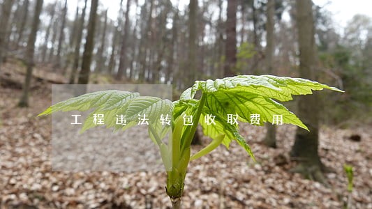 工程违法转包收取费用 工程违法转包收取费用