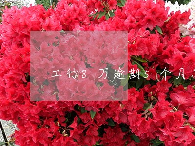 工行8万逾期5个月怎么办 工行8万逾期5个月怎么办