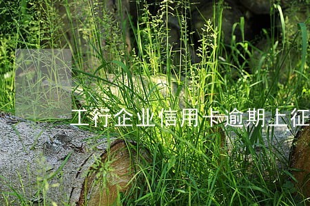 工行企业信用卡逾期上征信吗
