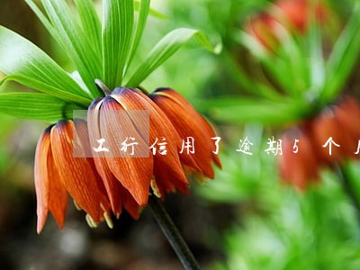 工行信用了逾期5个月会上门吗 工行信用了逾期5个月会上门吗