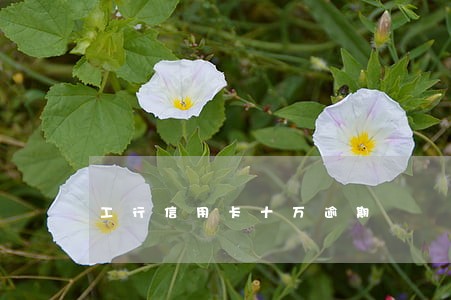 工行信用卡十万逾期 工行信用卡十万逾期