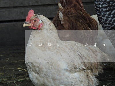 工行信用卡只还本金 工行信用卡只还本金