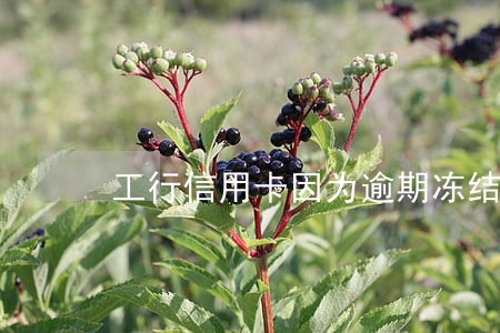 工行信用卡因为逾期冻结 工行信用卡因为逾期冻结