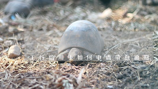工行信用卡如何申请带息逾期 工行信用卡如何申请带息逾期