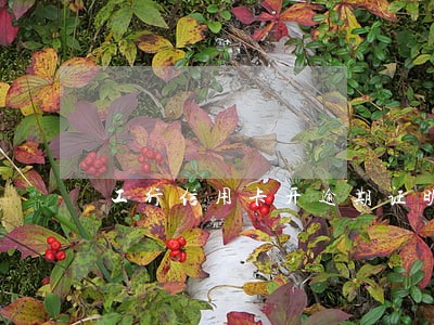工行信用卡开逾期证明 工行信用卡开逾期证明