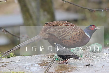 工行信用卡有一次逾期 工行信用卡有一次逾期
