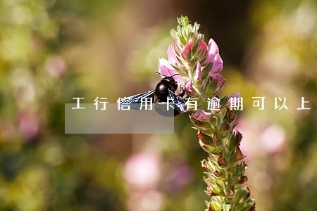 工行信用卡有逾期可以上征信吗 工行信用卡有逾期可以上征信吗