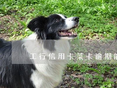 工行信用卡菜卡逾期能提额吗