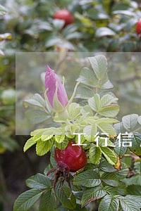 工行信用卡超一天算逾期吗 工行信用卡超一天算逾期吗