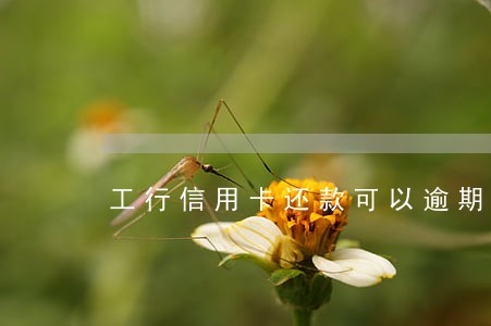 工行信用卡还款可以逾期几天