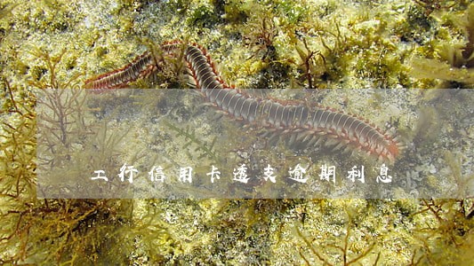 工行信用卡透支逾期利息 工行信用卡透支逾期利息