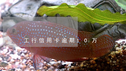 工行信用卡逾期10万 工行信用卡逾期10万