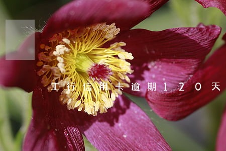 工行信用卡逾期120天 工行信用卡逾期120天