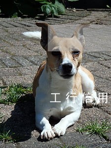 工行信用卡逾期1天罚多好 工行信用卡逾期1天罚多好