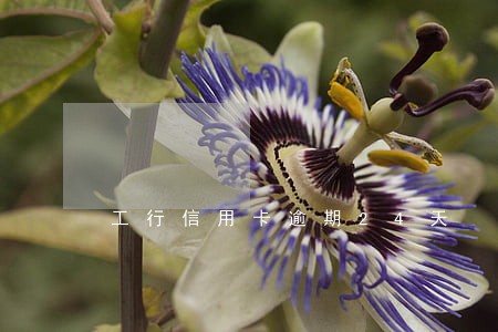 工行信用卡逾期24天 工行信用卡逾期24天