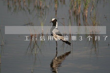 工行信用卡逾期3个月了会怎么样 工行信用卡逾期3个月了会怎么样