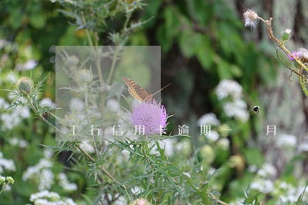 工行信用卡逾期一個月