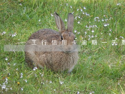 工行信用卡逾期一天影响额度吗 工行信用卡逾期一天影响额度吗