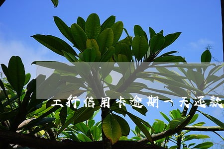 工行信用卡逾期一天还款滞纳金 工行信用卡逾期一天还款滞纳金