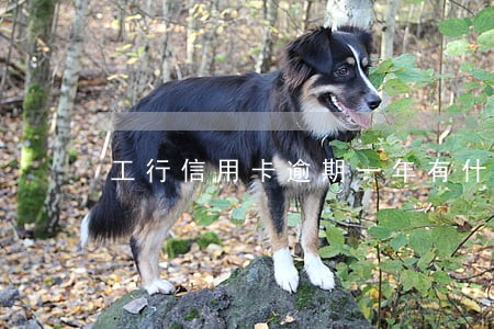 工行信用卡逾期一年有什么后果 工行信用卡逾期一年有什么后果