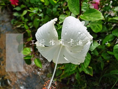 工行信用卡逾期了2个月 工行信用卡逾期了2个月