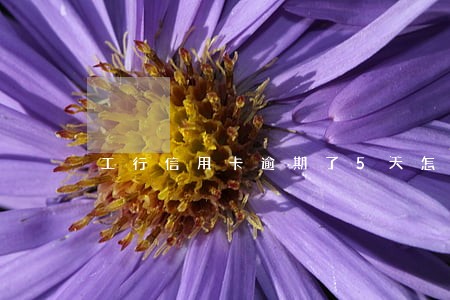 工行信用卡逾期了5天怎么办 工行信用卡逾期了5天怎么办