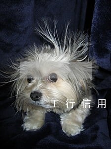 工行信用卡逾期了一天有影响吗 工行信用卡逾期了一天有影响吗