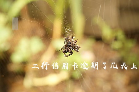 工行信用卡逾期了几天上征信 工行信用卡逾期了几天上征信