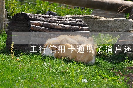 工行信用卡逾期了消户还能办吗 工行信用卡逾期了消户还能办吗
