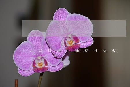 工行信用卡逾期什么收 工行信用卡逾期什么收