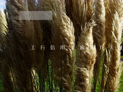 工行信用卡逾期几天上