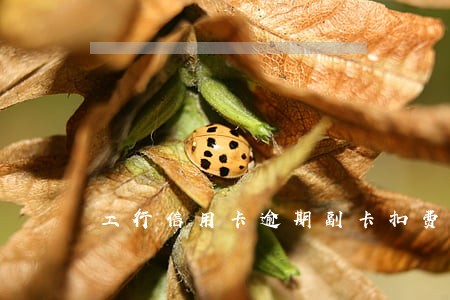 工行信用卡逾期副卡扣费 工行信用卡逾期副卡扣费