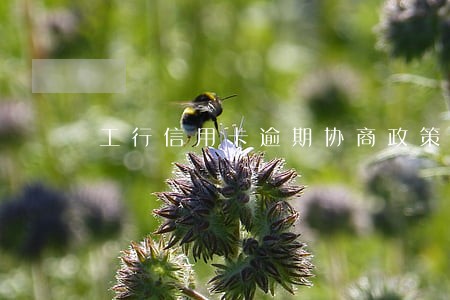 工行信用卡逾期协商政策