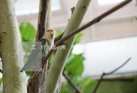 工行信用卡逾期卡变废卡