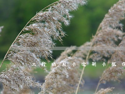 工行信用卡逾期卡被作废 工行信用卡逾期卡被作废