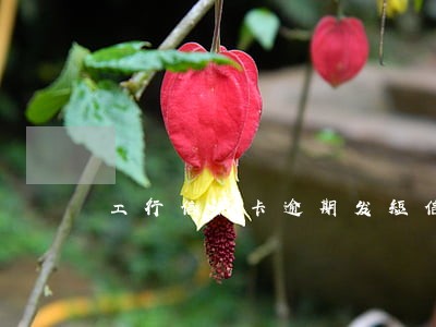 工行信用卡逾期发短信限期处理