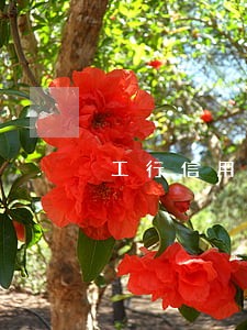 工行信用卡逾期只能柜台办理还款 工行信用卡逾期只能柜台办理还款