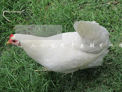 工行信用卡逾期可以借