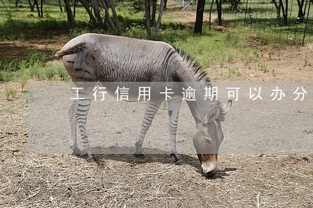 工行信用卡逾期可以办分期吗