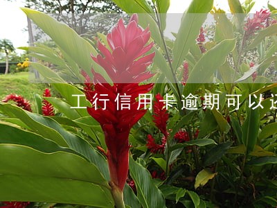 工行信用卡逾期可以还最低吗 工行信用卡逾期可以还最低吗