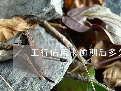 工行信用卡逾期后多久解冻 工行信用卡逾期后多久解冻